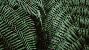 Ferns