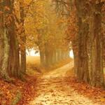 autumn autumn colours brown countryside